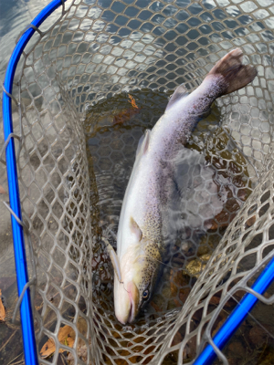 フィシングエリアほのぼの