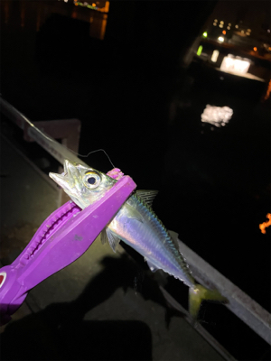 大阪湾奥アジング