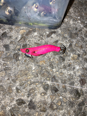 爆風の中ヒイカ釣りσ(^_^;)