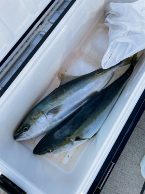 明石沖タチパターンジギング