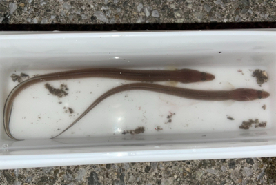 ヒイカ&アナゴ調査