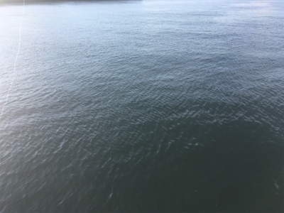 ノマセ、サバのサイズが‥