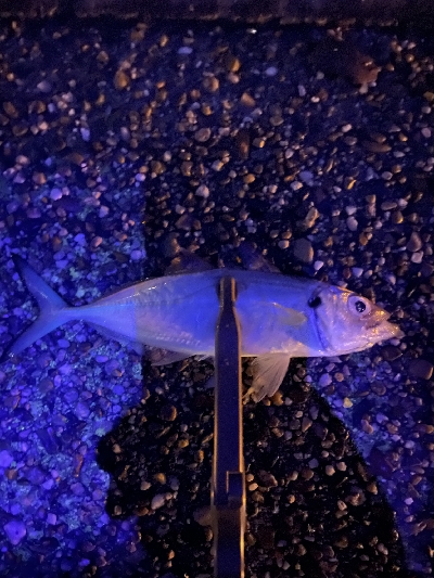 舞洲朝練 アジからのサヨリ