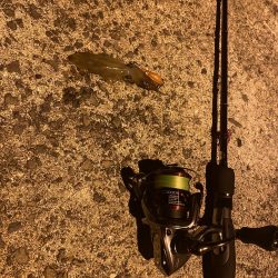 極寒ヒイカ釣行