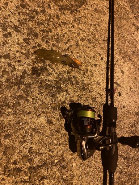 極寒ヒイカ釣行