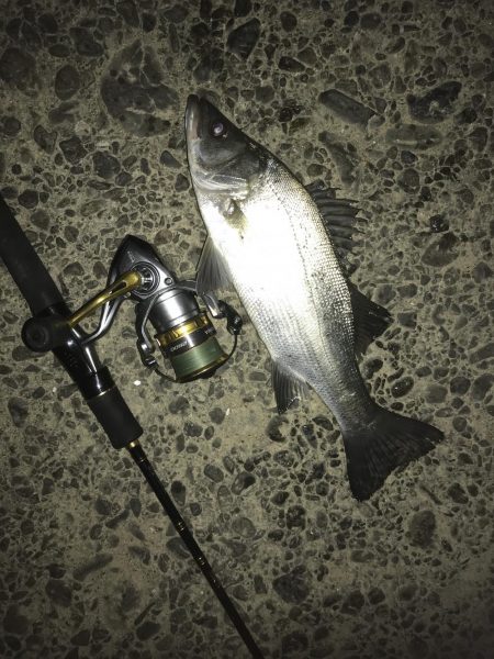 夜メッキ&セイゴ