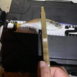 久々の平日アジング