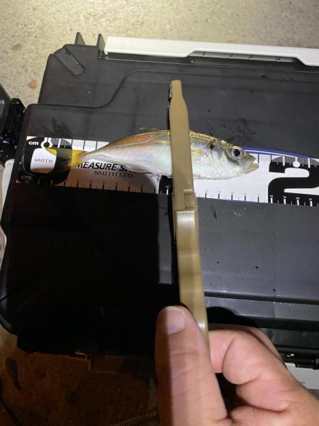 久々の平日アジング