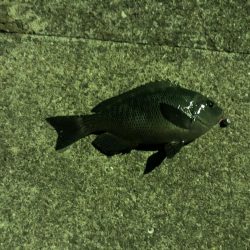 虫ヘッド最強説