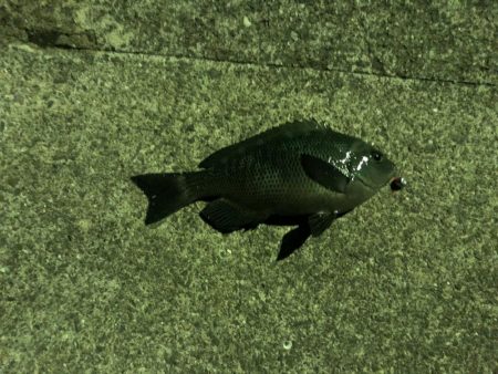 虫ヘッド最強説