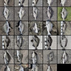 イチノ兄弟、釣果！