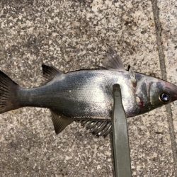 爆裂マイクロテンヤ