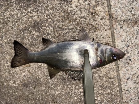 爆裂マイクロテンヤ