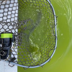 放流翌日の服部緑地