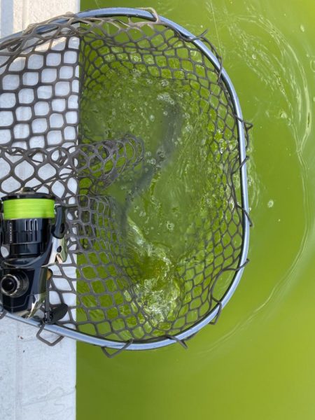 放流翌日の服部緑地