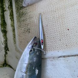 ハマチ入れ食い