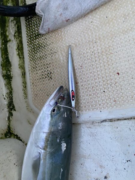 ハマチ入れ食い