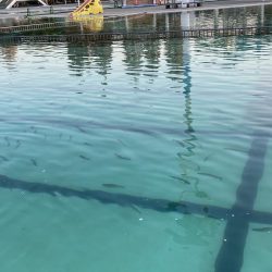 カメプーでエリアトラウト