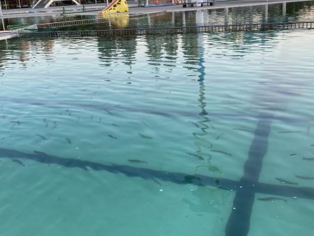 カメプーでエリアトラウト