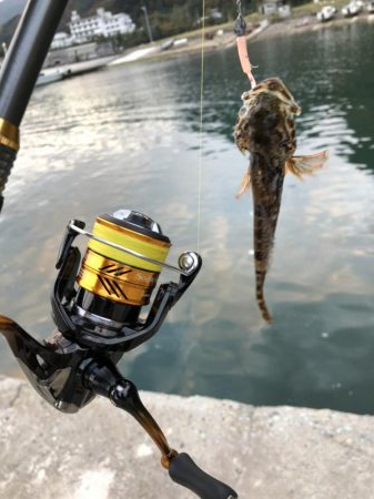 お魚ロッドでガッシー