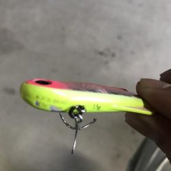 産卵前の荒食いやね