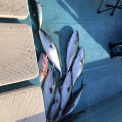 鳴門でイカ青物