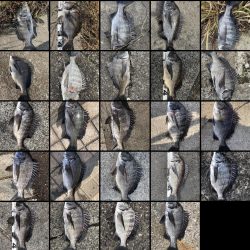 イチノ兄弟、釣果！