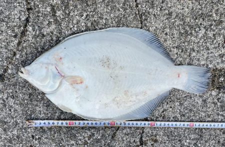 座布団カレイ 記録更新!