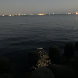 名古屋港でセイゴ釣り