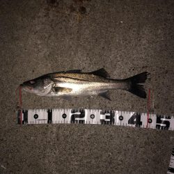 アコウにもダイソーVJ