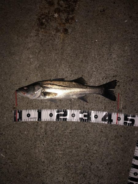 アコウにもダイソーVJ