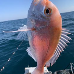 シケの合間にアマダイ狙い