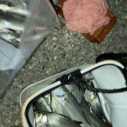 電気ウキでセイゴ釣り