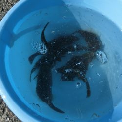 今シーズン初のカワハギ釣り