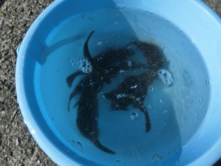 今シーズン初のカワハギ釣り