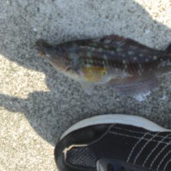 大潮なのに渋い