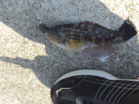 大潮なのに渋い