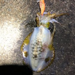 2021 佐渡ヶ島エギング 40回目