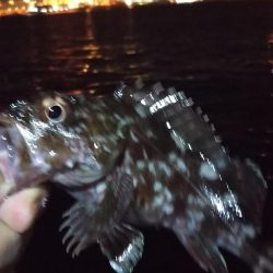 タチウオ１、ガシラ５