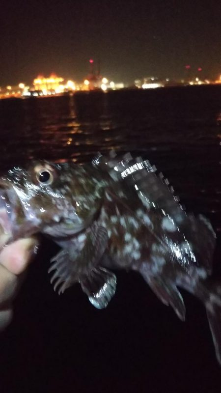 タチウオ１、ガシラ５