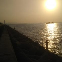 今日もきました‼ハマチです