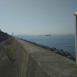 やっと来ました‼メジロです