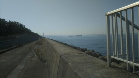 やっと来ました‼メジロです