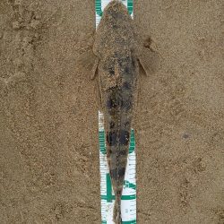 コチが多いです