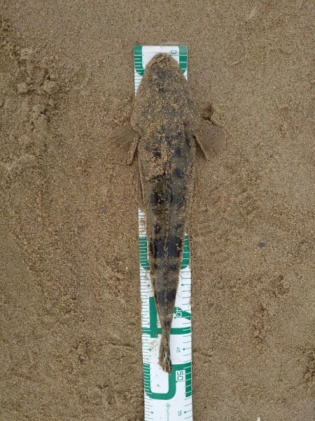 コチが多いです