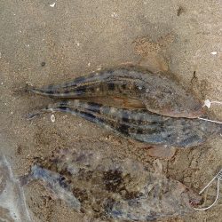 ヒラメとマゴチ