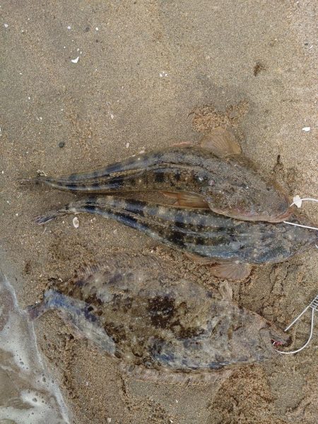 ヒラメとマゴチ