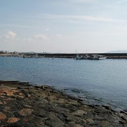 江井ヶ島の落ちギス調査