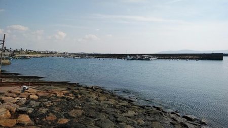 江井ヶ島の落ちギス調査