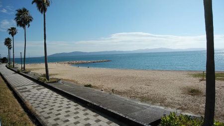 江井ヶ島の落ちギス調査Ⅱ